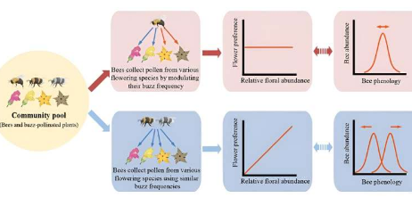 蜂鳴授粉過程中揭示的熊蜂與花卉資源之間的相互作用模式