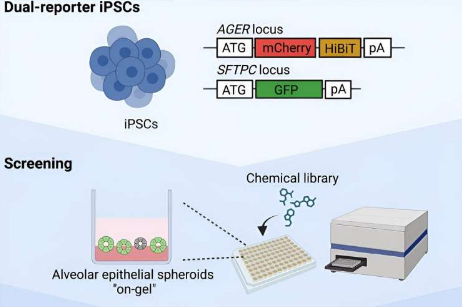 構(gòu)建凝膠肺泡類器官作為新的篩選平臺(tái)