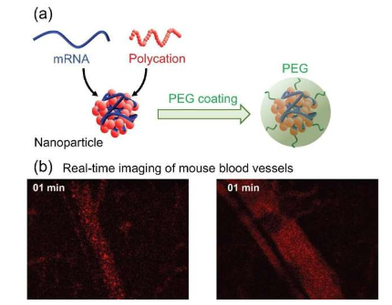 mRNA 工程中的一種新涂層方法為先進療法指明了道路