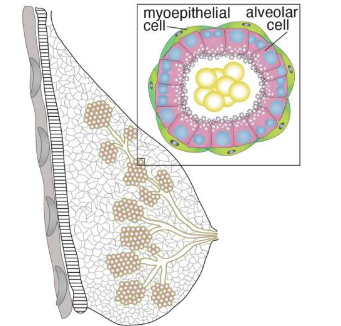 科學家揭示了增加哺乳期母親泌乳量的新途徑