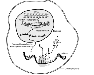 強大的基于 RNA 的技術可以幫助塑造治療性抗體的未來