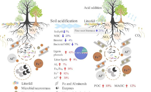 研究人員揭示酸化森林土壤有機碳積累機制