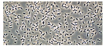 科學家利用高壓核磁共振波譜研究動態(tài)蛋白質(zhì)的結(jié)構(gòu)