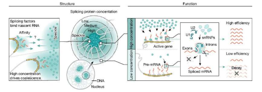 研究表明基因在空間上組織以實現(xiàn)有效的 mRNA 剪接