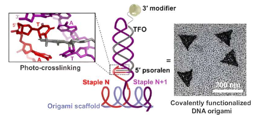 新的 DNA 折紙技術(shù)有望推動醫(yī)學(xué)進(jìn)步