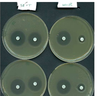 揭開(kāi) CRISPR 之謎：對(duì)抗抗生素耐藥性的新盟友