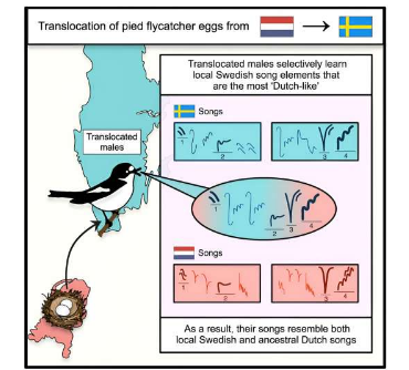研究發(fā)現(xiàn)野生鳥類具有學(xué)習(xí)特定種群歌曲的遺傳傾向