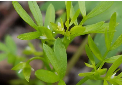 植物學(xué)家稱108 年前在佛蒙特州消失的植物被意外重新發(fā)現(xiàn)