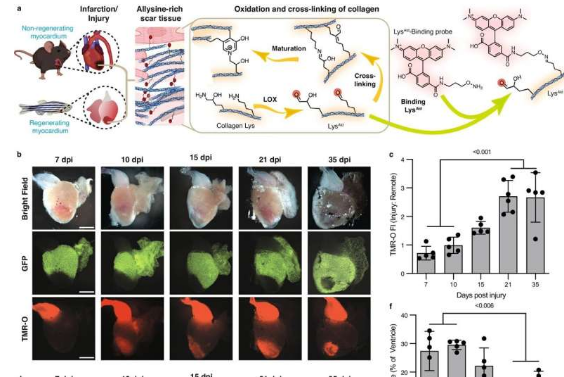 研究揭示了逆轉(zhuǎn)心臟病發(fā)作后疤痕組織的目標(biāo)