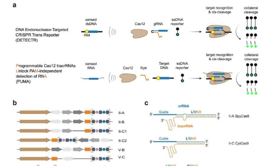 CRISPR 工具箱的新成員：教基因剪刀檢測(cè) RNA