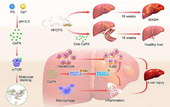 基于植酸的納米藥物有望用于治療代謝功能障礙相關(guān)的脂肪性肝炎