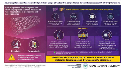 研究人員探索高親和力 DNA 與碳納米管之間的相互作用