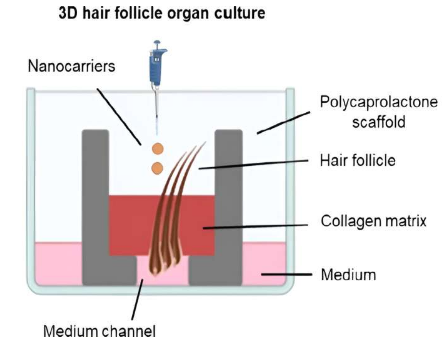 研究人員開(kāi)發(fā)出 3D 打印模型，用于針對(duì)毛囊感染的靶向抗生素治療