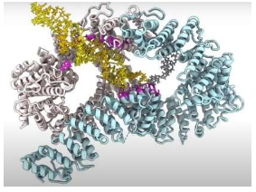 科學(xué)家破解了陽(yáng)光 酒精和污染造成的 DNA 損傷檢測(cè)和修復(fù)之謎