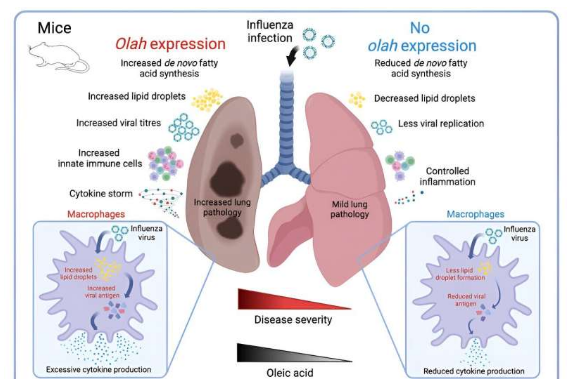 研究揭示 OLAH 酶是致命呼吸道病毒性疾病的基礎(chǔ)