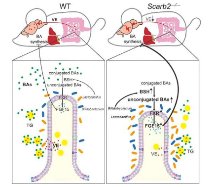 腸道菌群失調(diào)會損害 Scarb2 缺乏癥相關神經(jīng)退行性疾病中的腸道更新和脂質(zhì)吸收