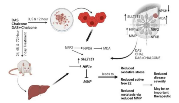 二烯丙基硫化物和反式查爾酮通過靶向 SULT1E1 和 HIF1a-MMP 預(yù)防乳腺癌