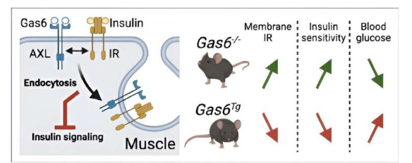 研究結(jié)果揭示了導致胰島素抵抗的細胞機制