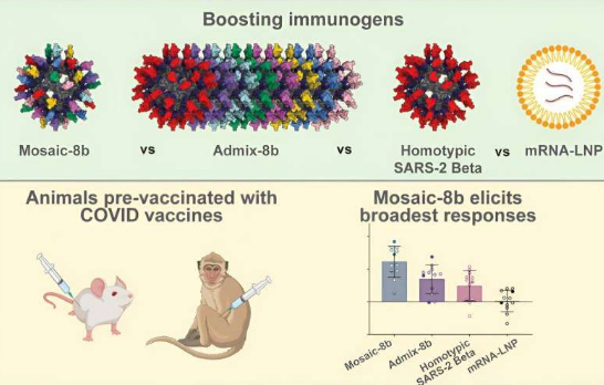 多用途疫苗在已有免疫力的情況下展現(xiàn)出新希望