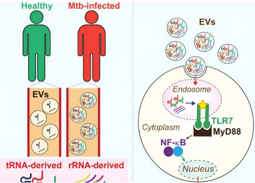 發(fā)現(xiàn)小RNA可以增強對結(jié)核病的免疫反應(yīng)