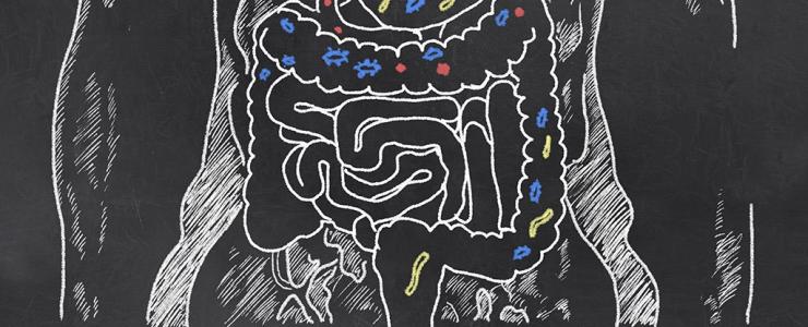 腸道微生物如何發(fā)出信號 表明他們是朋友 而不是敵人