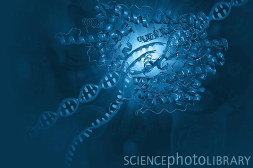 科學(xué)家對14,300歲狼小狗的RNA進行測序