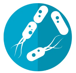 人類(lèi)腸道微生物可能有助于治療自身免疫性疾病